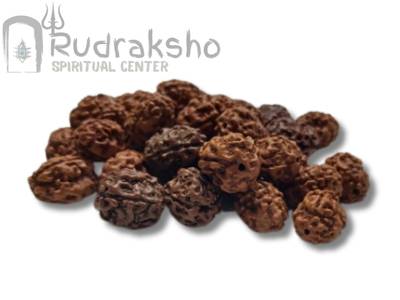 3 Mukhi Rudraksha from Indonesia